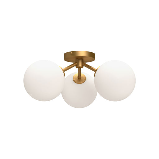 Cassia | SF549315AGOP