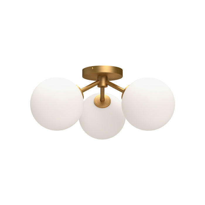 Cassia | SF549315AGOP